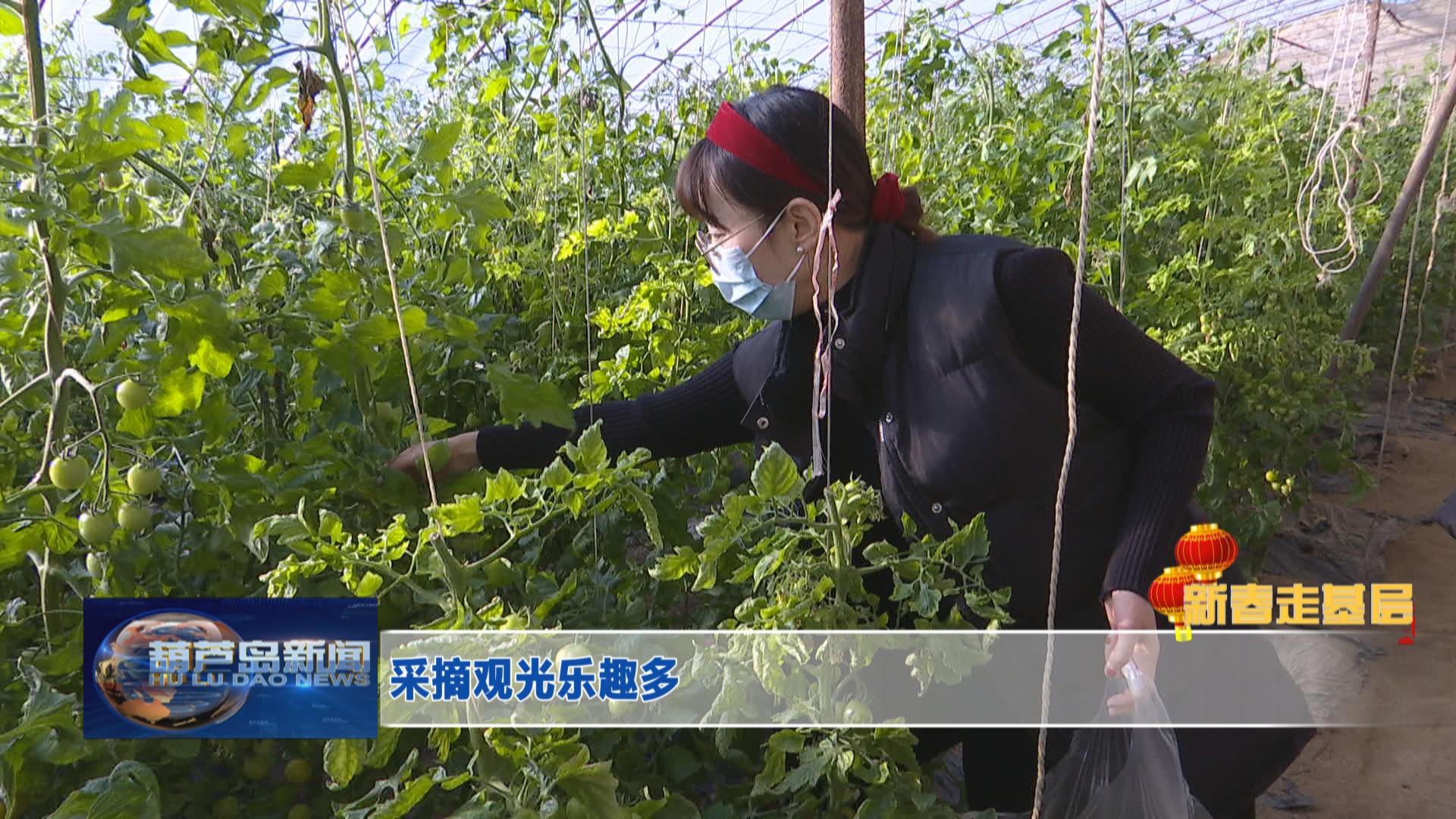 新春走基層——采摘觀光樂(lè)趣多